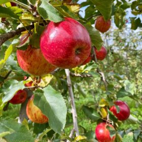 apples