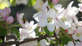 build a bee hotel